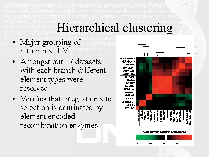 Hierarchical clustering • Major grouping of retrovirus HIV • Amongst our 17 datasets, with