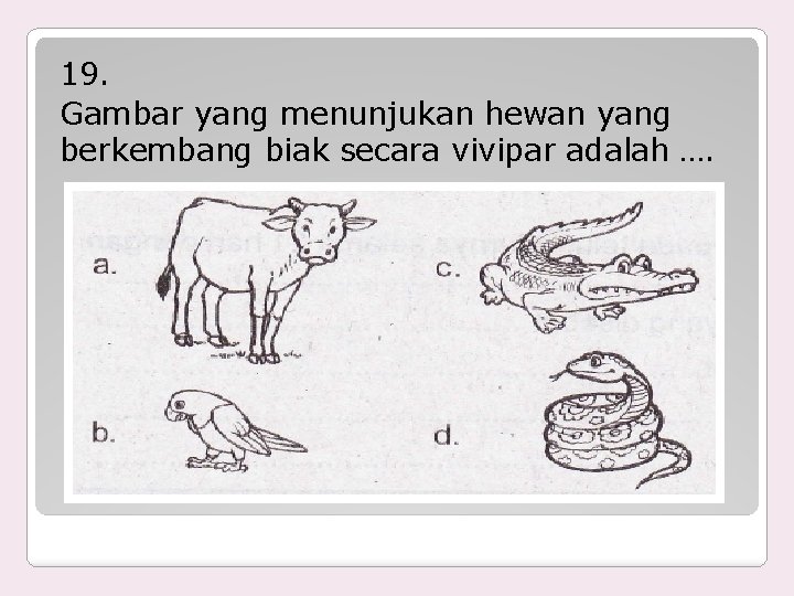 19. Gambar yang menunjukan hewan yang berkembang biak secara vivipar adalah …. 