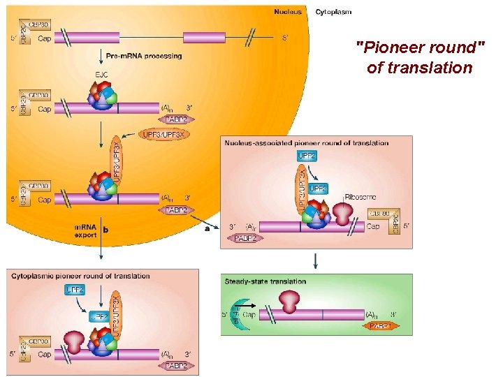 "Pioneer round" of translation 