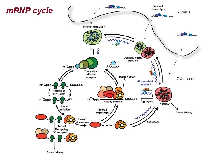 m. RNP cycle 