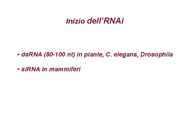 Inizio dell’RNAi • ds. RNA (80 -100 nt) in piante, C. elegans, Drosophila •