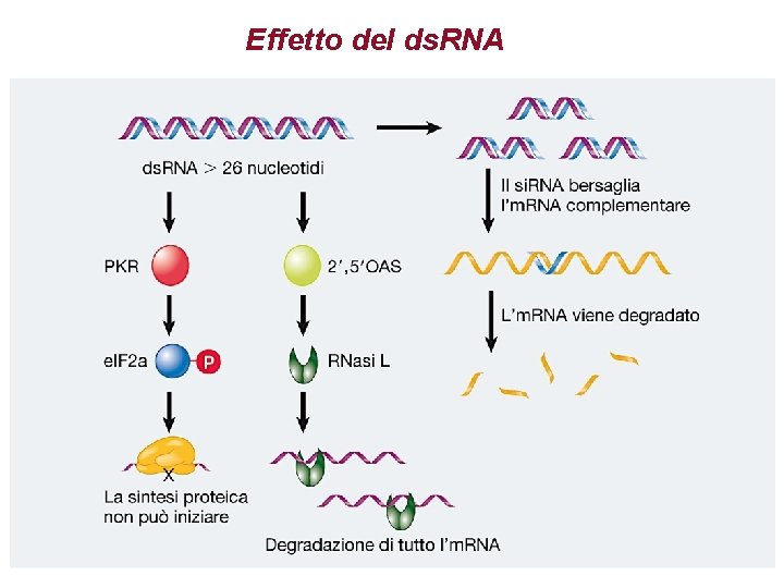 Effetto del ds. RNA 