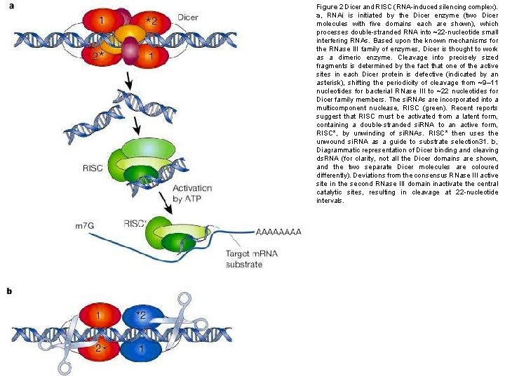 Figure 2 Dicer and RISC (RNA-induced silencing complex). a, RNAi is initiated by the