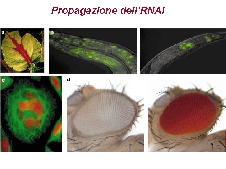 Propagazione dell’RNAi 