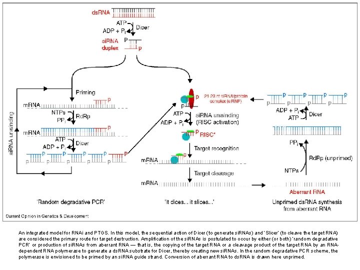 An integrated model for RNAi and PTGS. In this model, the sequential action of
