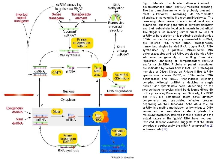 Fig. 1. Models of molecular pathways involved in double-stranded RNA (ds. RNA)-mediated silencing. The