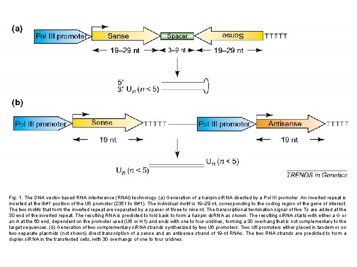 Fig. 1. The DNA vector-based RNA interference (RNAi) technology. (a) Generation of a hairpin