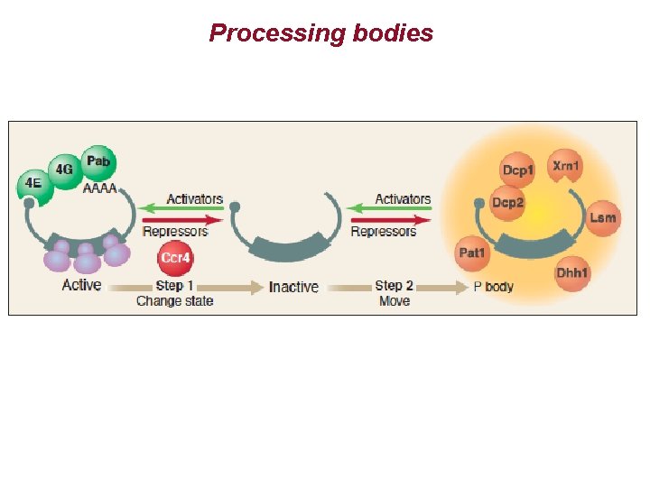 Processing bodies 