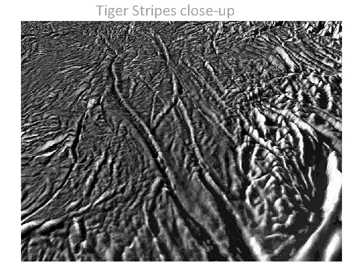 Tiger Stripes close-up 