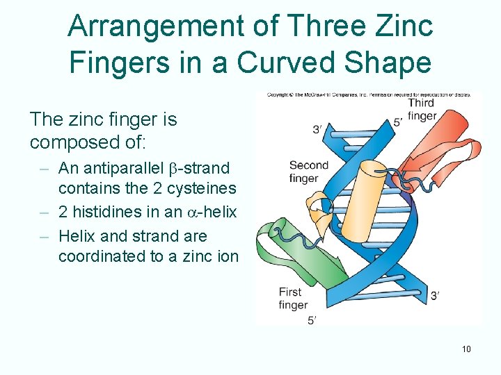 Arrangement of Three Zinc Fingers in a Curved Shape The zinc finger is composed