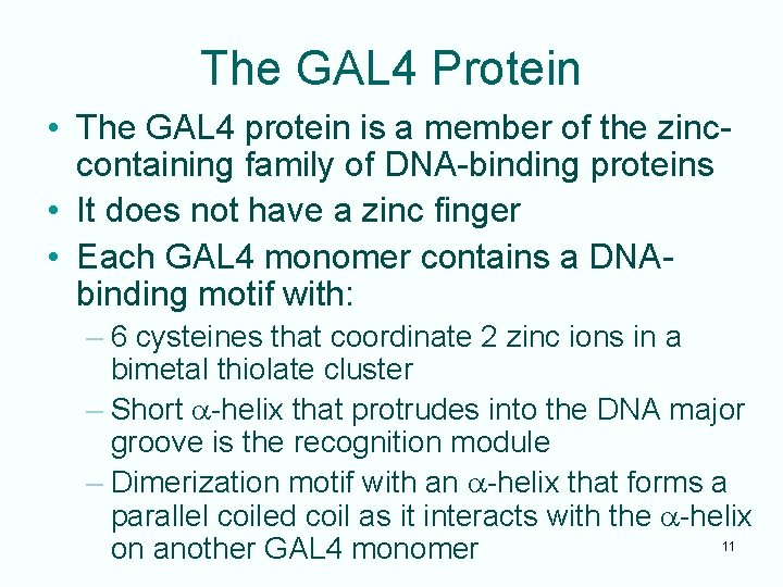The GAL 4 Protein • The GAL 4 protein is a member of the