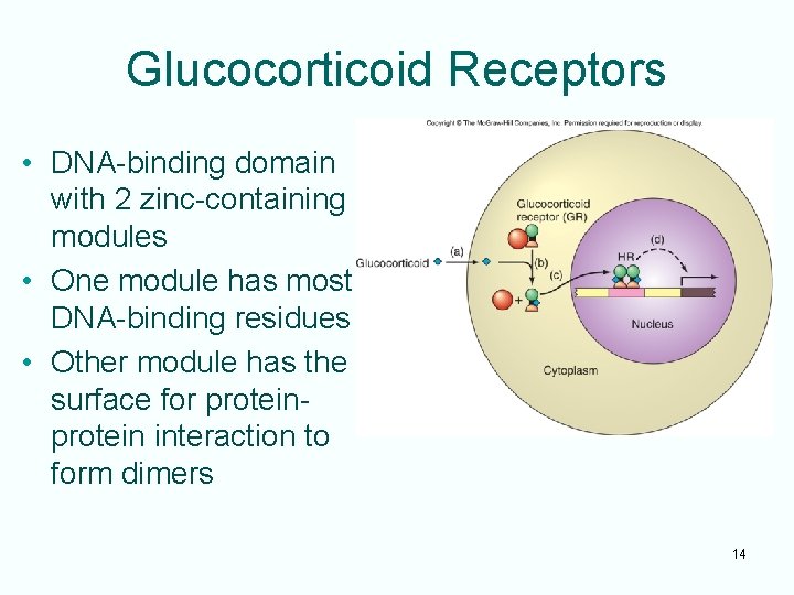 Glucocorticoid Receptors • DNA-binding domain with 2 zinc-containing modules • One module has most