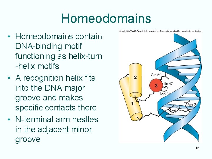 Homeodomains • Homeodomains contain DNA-binding motif functioning as helix-turn -helix motifs • A recognition