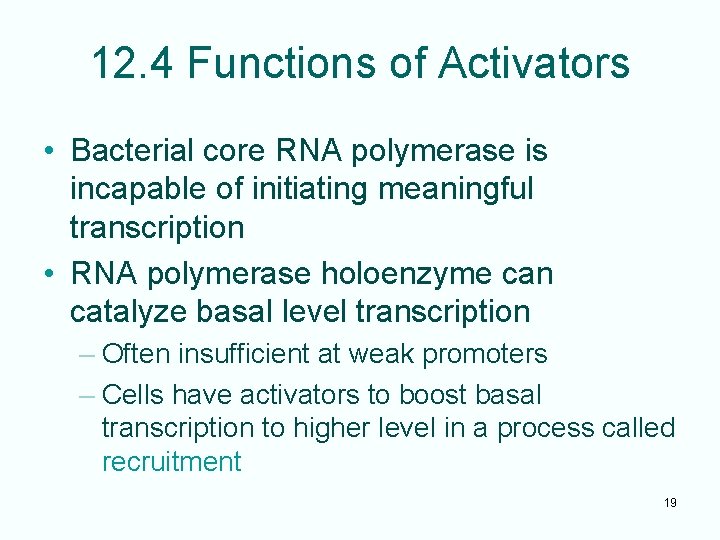 12. 4 Functions of Activators • Bacterial core RNA polymerase is incapable of initiating