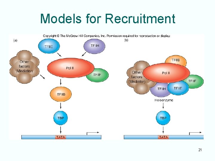 Models for Recruitment 21 