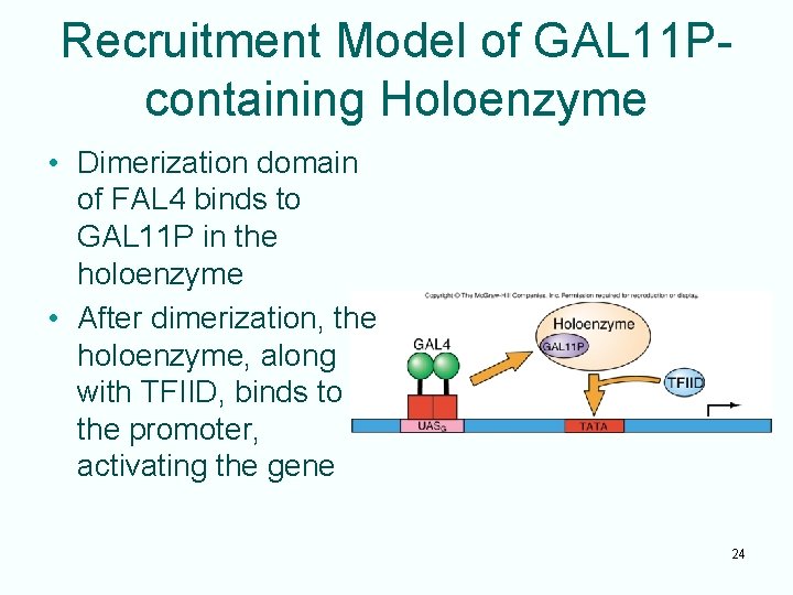 Recruitment Model of GAL 11 Pcontaining Holoenzyme • Dimerization domain of FAL 4 binds