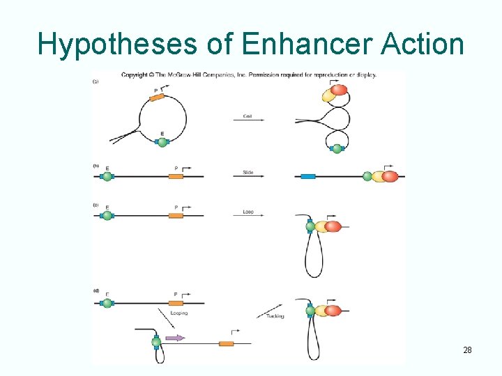 Hypotheses of Enhancer Action 28 