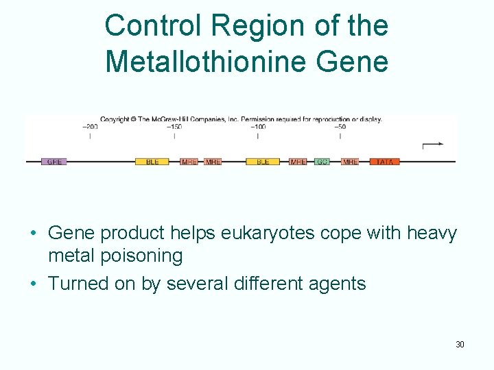 Control Region of the Metallothionine Gene • Gene product helps eukaryotes cope with heavy