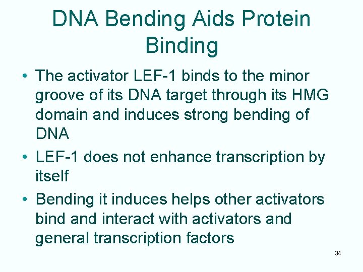 DNA Bending Aids Protein Binding • The activator LEF-1 binds to the minor groove