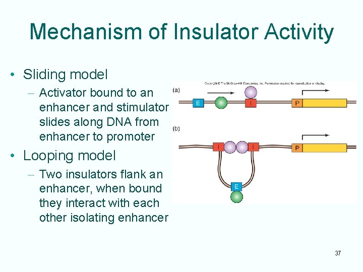 Mechanism of Insulator Activity • Sliding model – Activator bound to an enhancer and