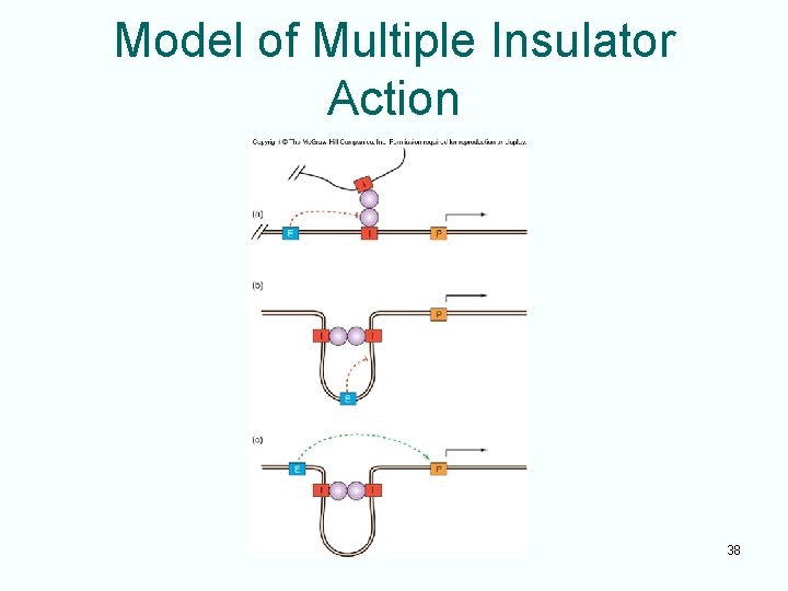 Model of Multiple Insulator Action 38 
