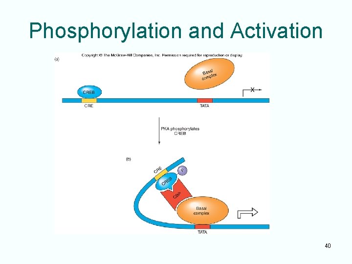 Phosphorylation and Activation Replace this area with Figure 12. 33: A model for activation