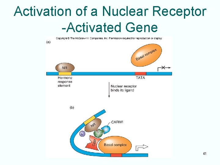 Activation of a Nuclear Receptor -Activated Gene 41 