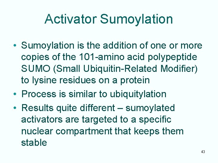 Activator Sumoylation • Sumoylation is the addition of one or more copies of the