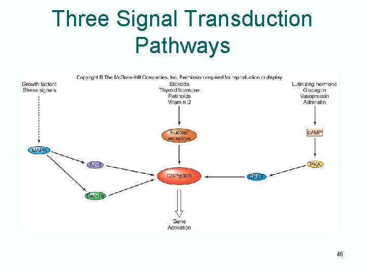 Three Signal Transduction Pathways 46 