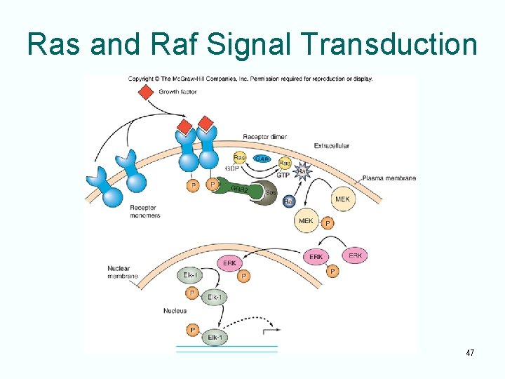 Ras and Raf Signal Transduction 47 