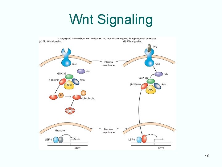 Wnt Signaling 48 
