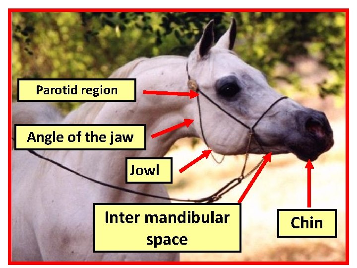 Parotid region Angle of the jaw Jowl Inter mandibular space Chin 