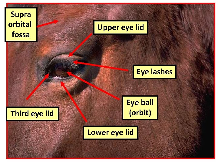 Supra orbital fossa Upper eye lid Eye lashes Third eye lid Eye ball (orbit)
