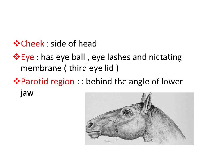 v. Cheek : side of head v. Eye : has eye ball , eye