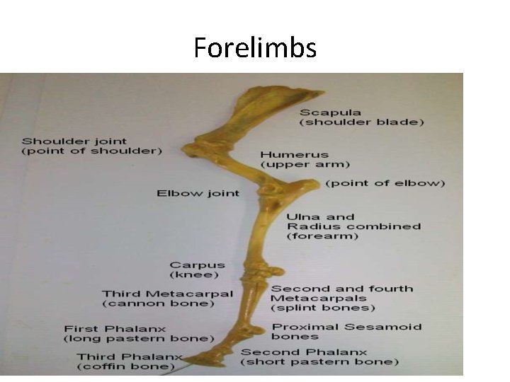 Forelimbs 
