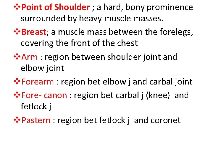 v. Point of Shoulder ; a hard, bony prominence surrounded by heavy muscle masses.
