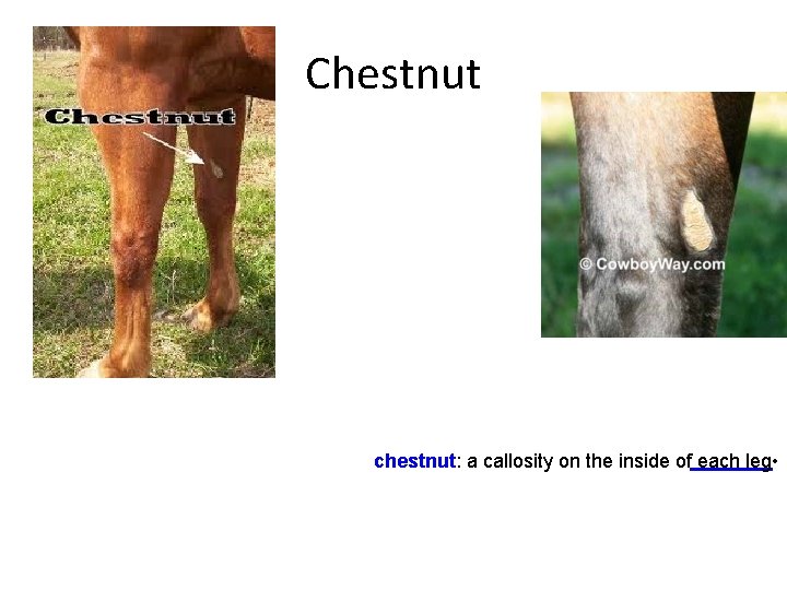 Chestnut chestnut: a callosity on the inside of each leg • 