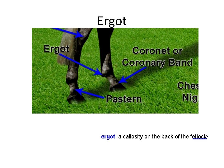 Ergot ergot: a callosity on the back of the fetlock • 