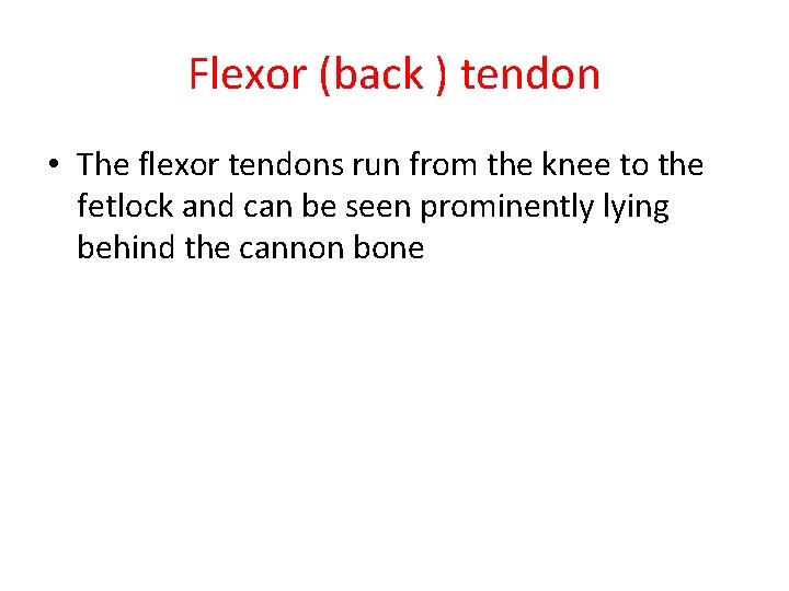 Flexor (back ) tendon • The flexor tendons run from the knee to the