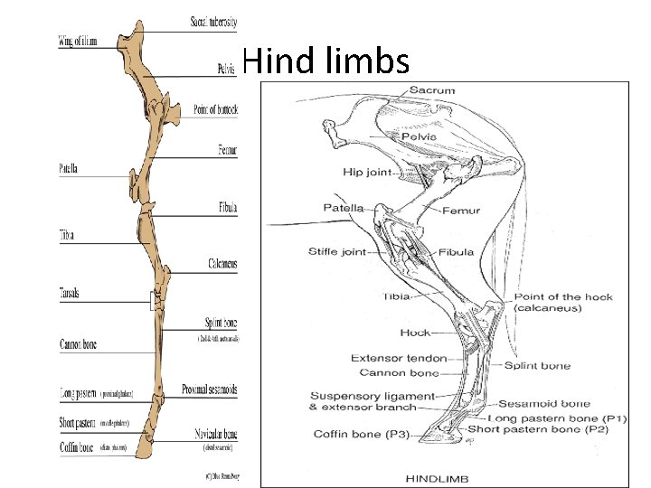 Hind limbs 