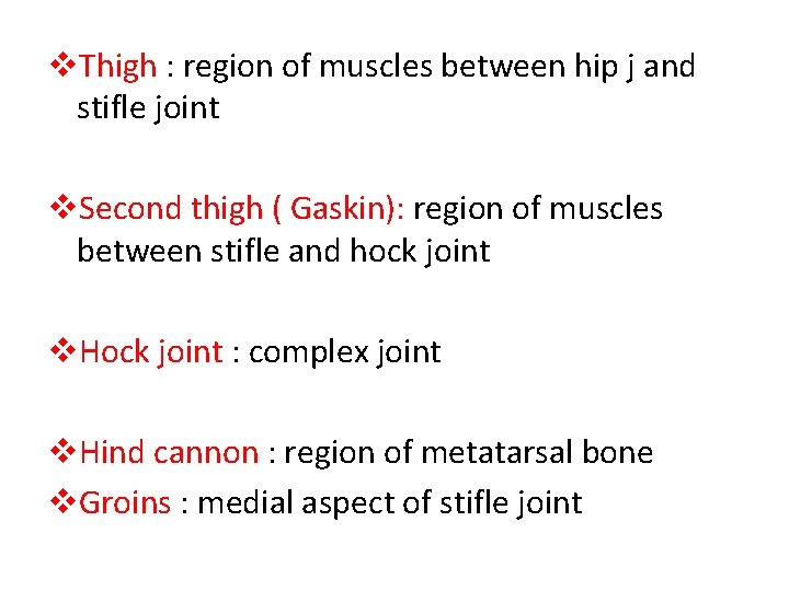 v. Thigh : region of muscles between hip j and stifle joint v. Second