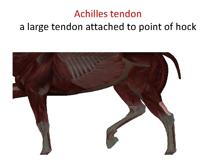 Achilles tendon a large tendon attached to point of hock 