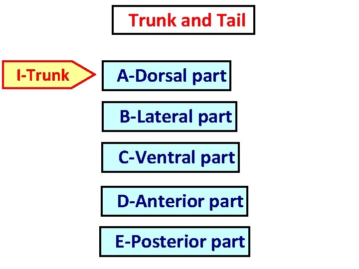 Trunk and Tail I-Trunk A-Dorsal part B-Lateral part C-Ventral part D-Anterior part E-Posterior part