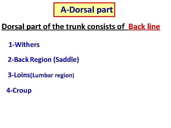 A-Dorsal part of the trunk consists of Back line 1 -Withers 2 -Back Region