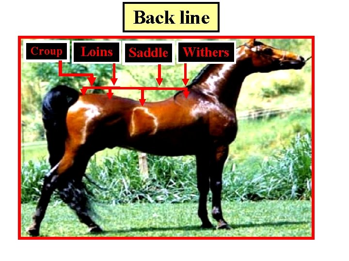 Back line Croup Loins Saddle Withers 