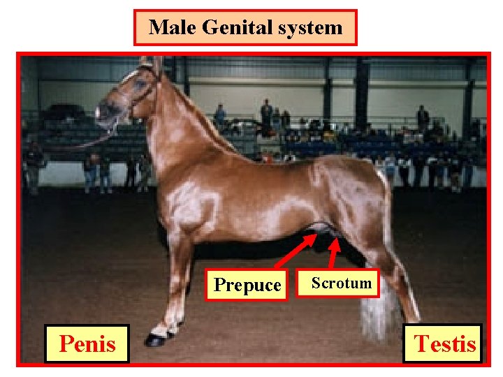 Male Genital system Prepuce Penis Scrotum Testis 