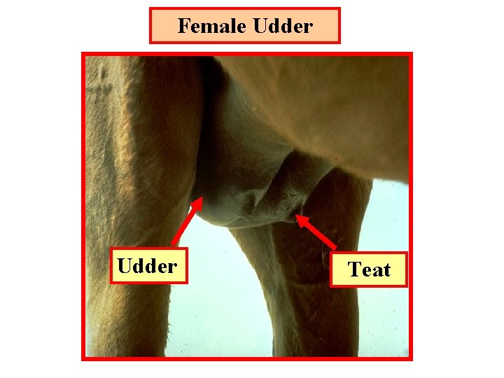 Female Udder Teat 