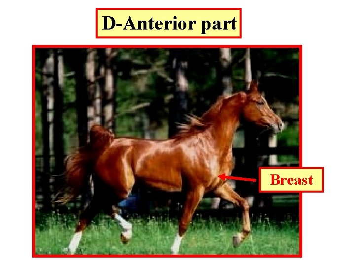 D-Anterior part Breast 