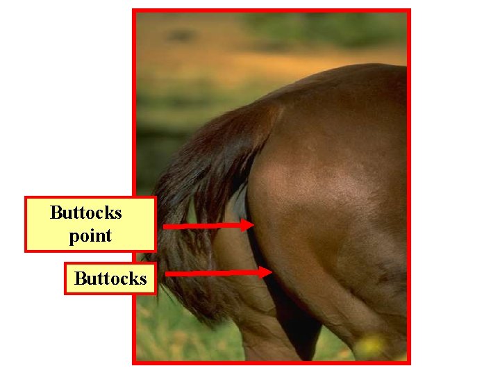 Buttocks point Buttocks 