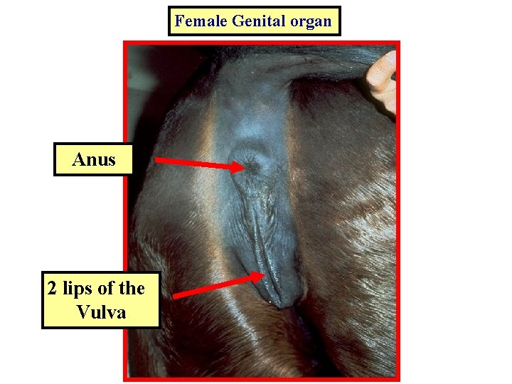 Female Genital organ Anus 2 lips of the Vulva 
